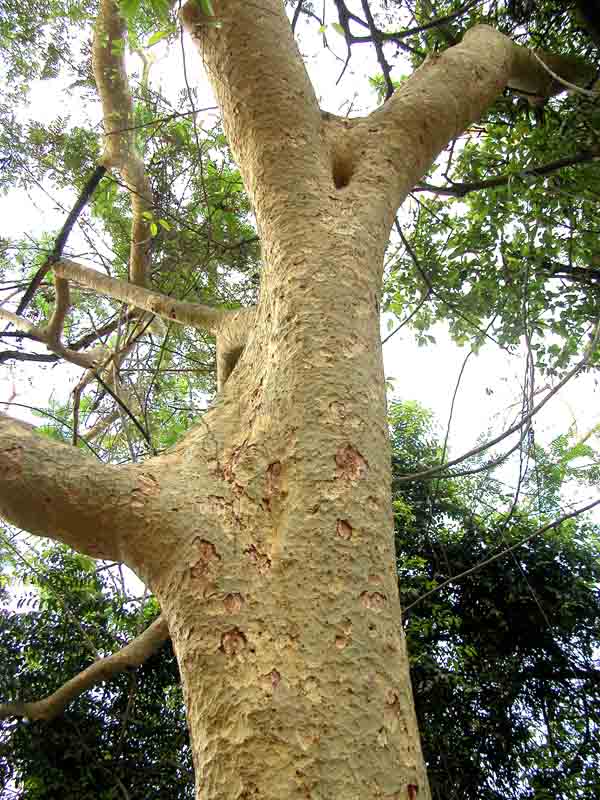 procera eFlora of India